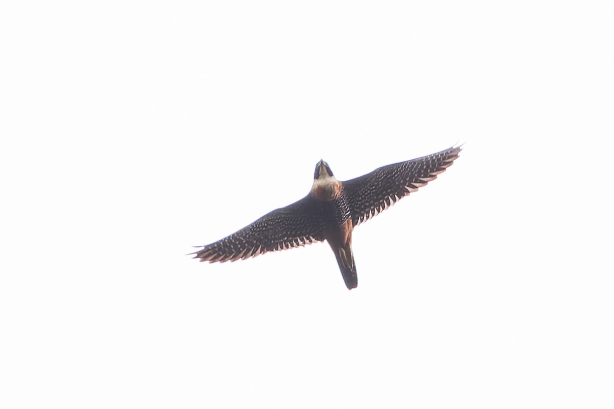 Orange-breasted Falcon - ML633275166