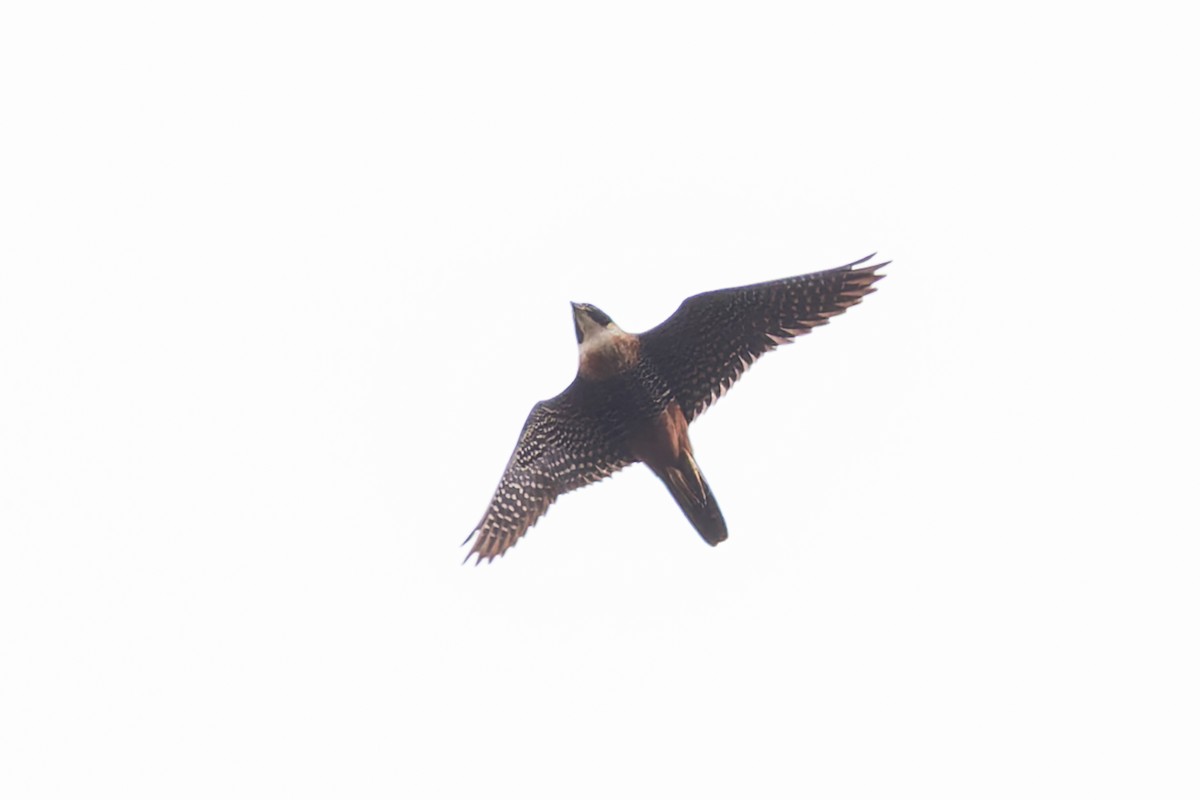 Orange-breasted Falcon - ML633275168