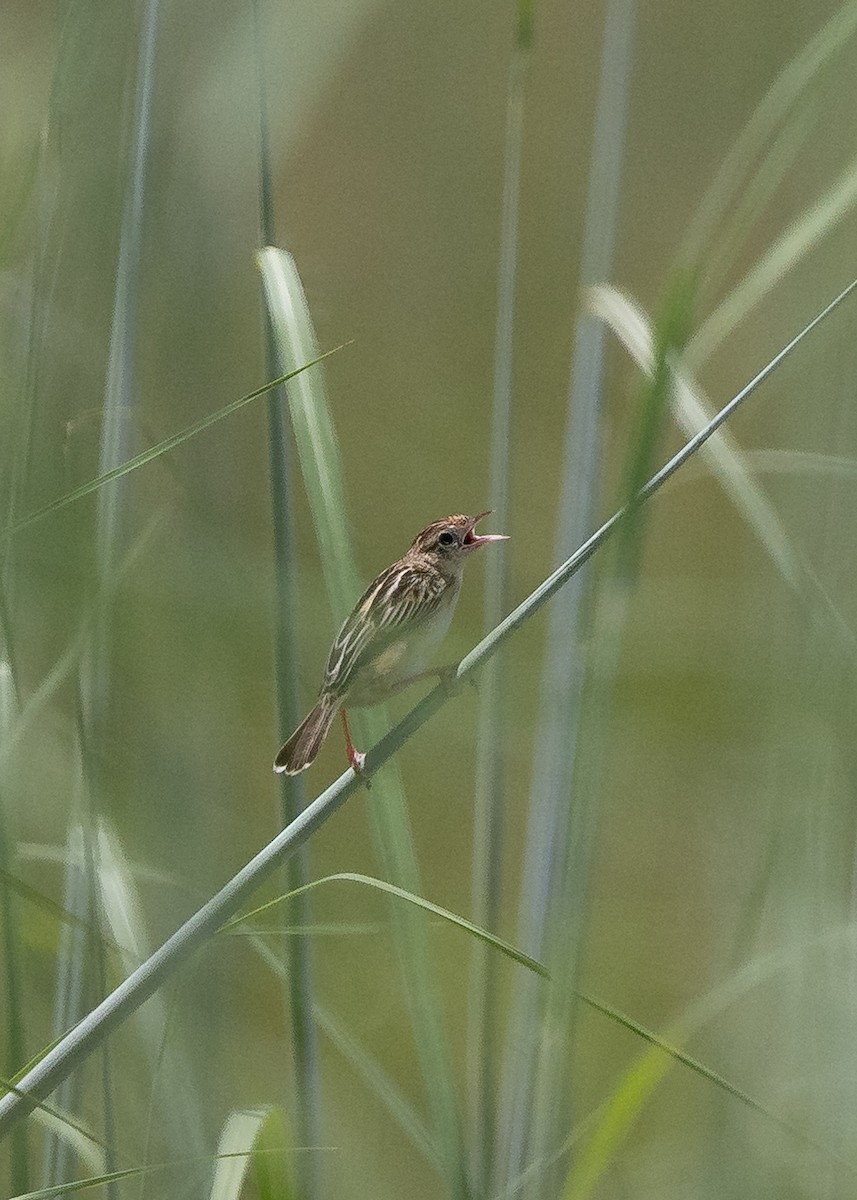 Zitting Cisticola - ML633275169