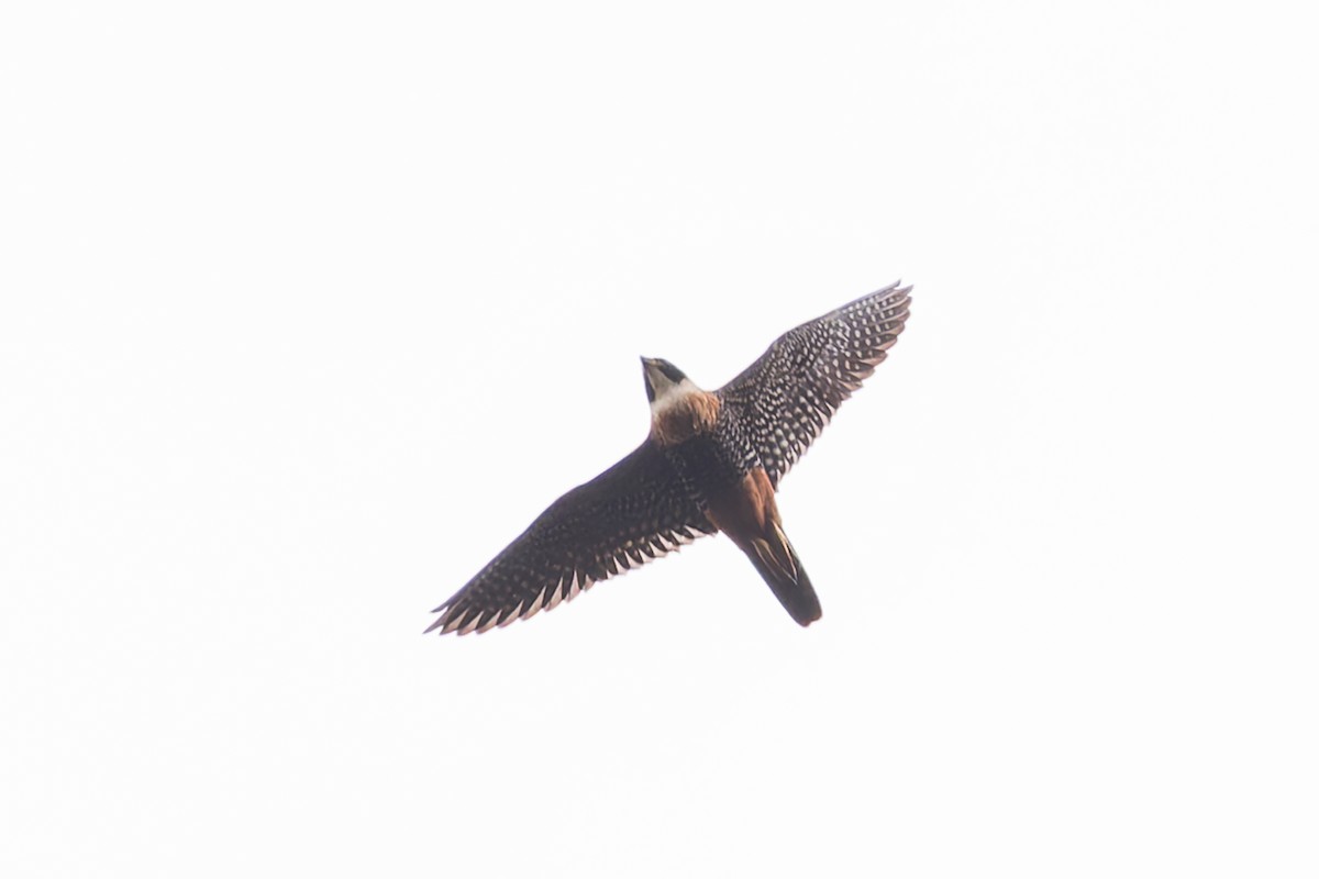Orange-breasted Falcon - ML633275170