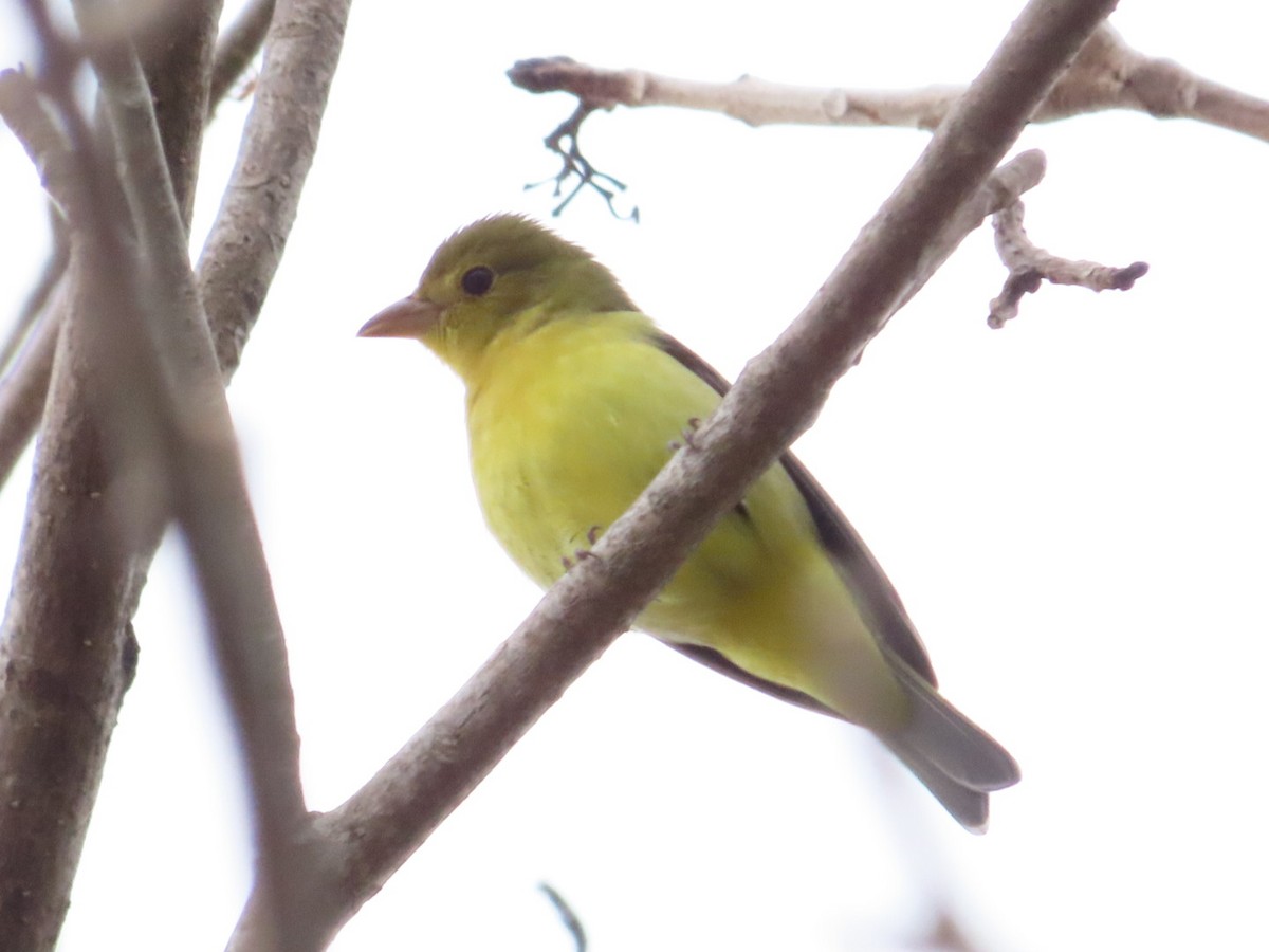 Scarlet Tanager - ML633275184