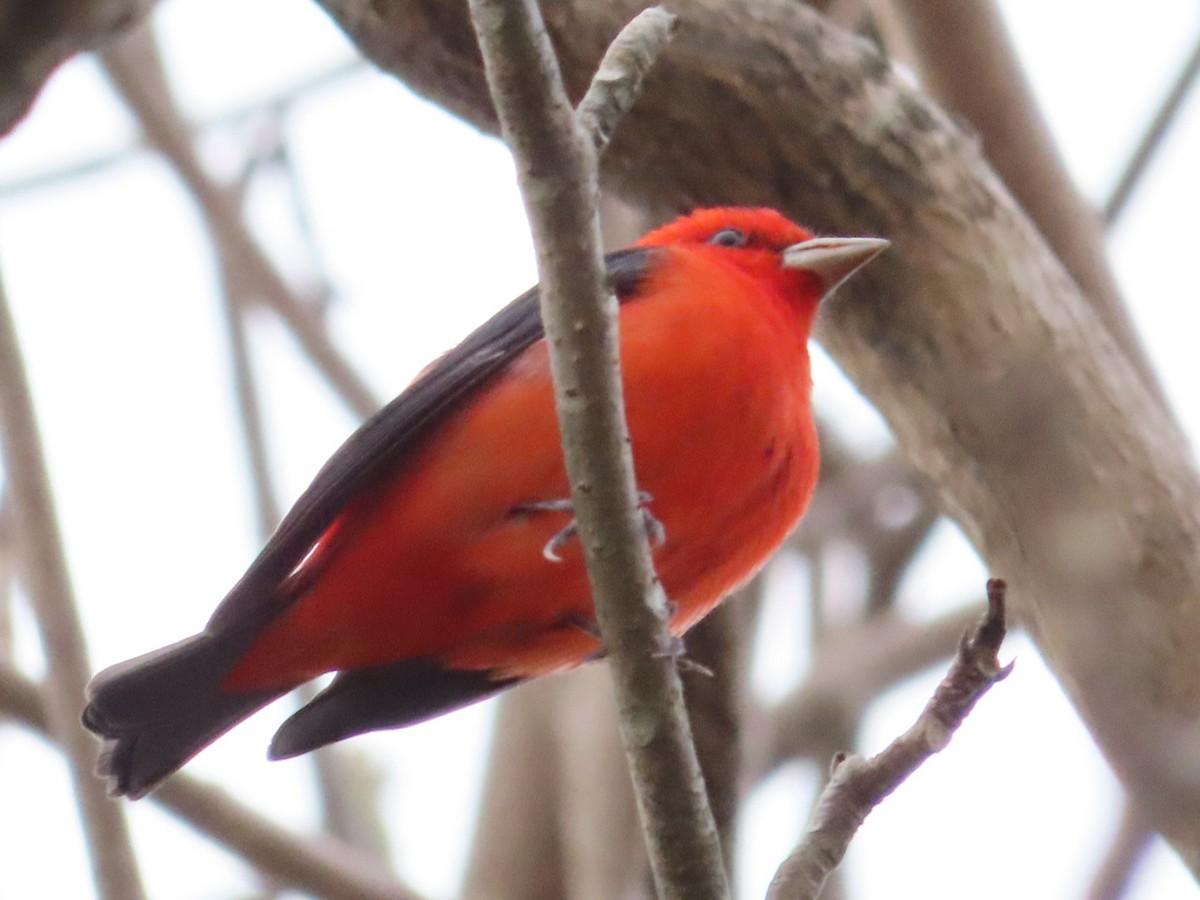 Scarlet Tanager - ML633275185