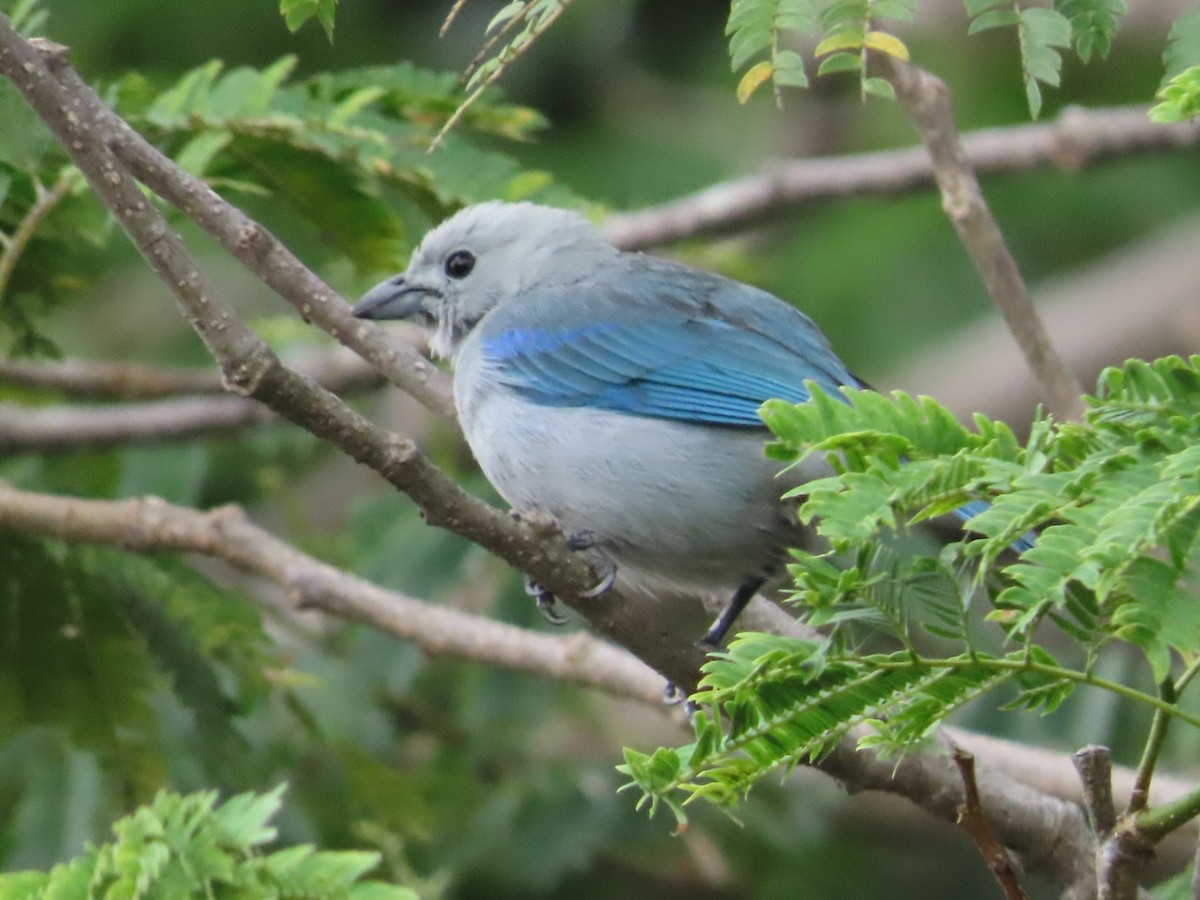 Blue-gray Tanager - ML633275206
