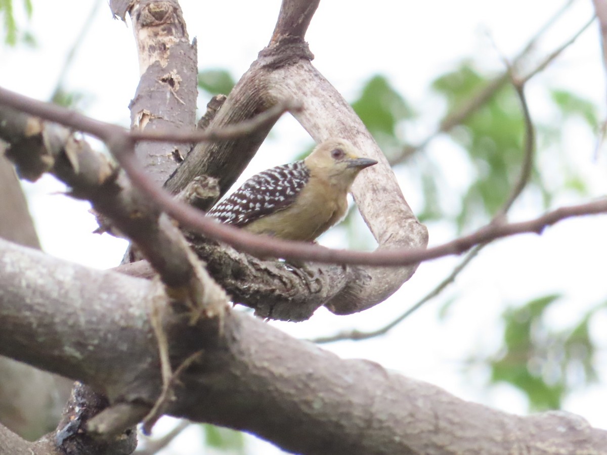 Red-crowned Woodpecker - ML633275257