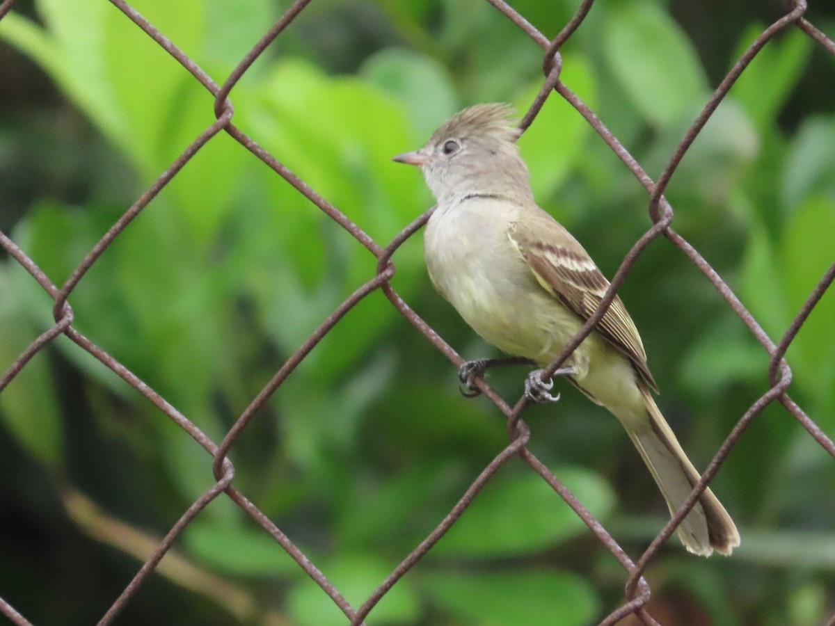 Yellow-bellied Elaenia - ML633275309