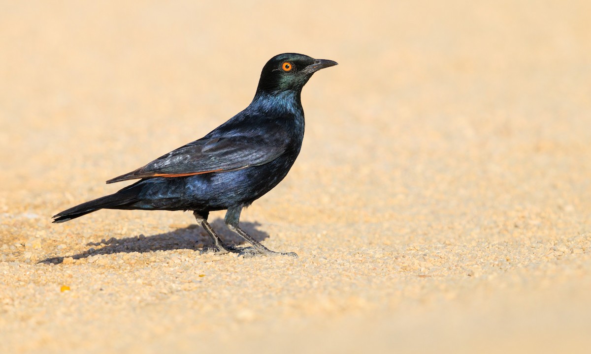 Pale-winged Starling - ML633275333