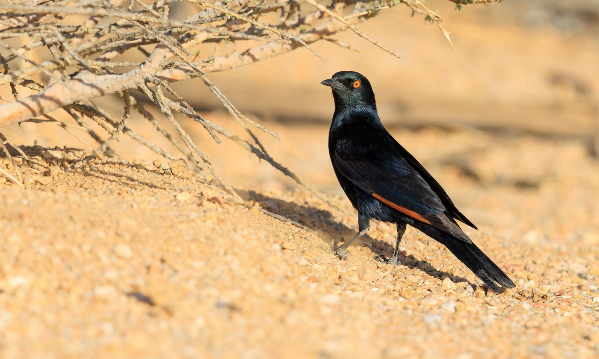Pale-winged Starling - ML633275334