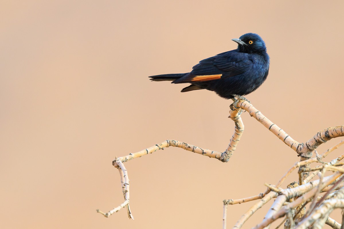 Pale-winged Starling - ML633275335
