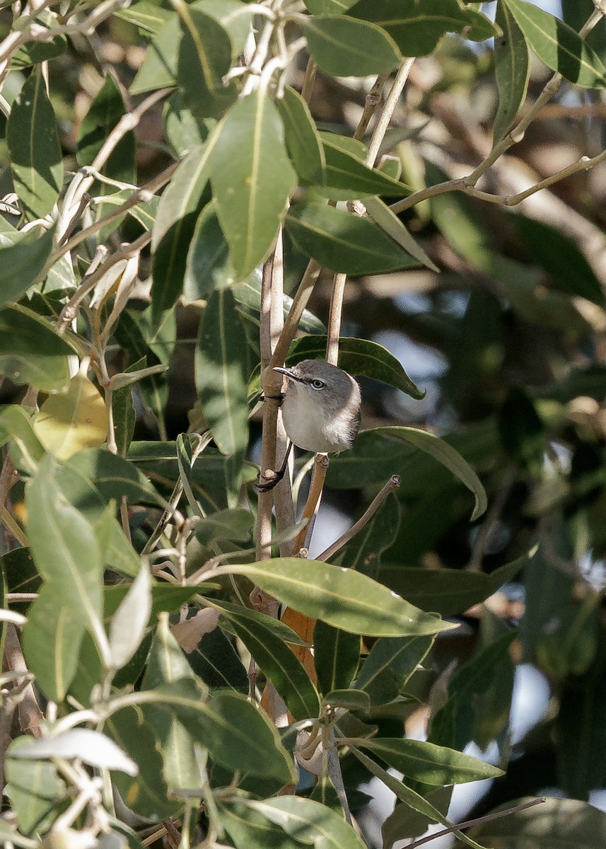 Dusky Gerygone - ML633275464