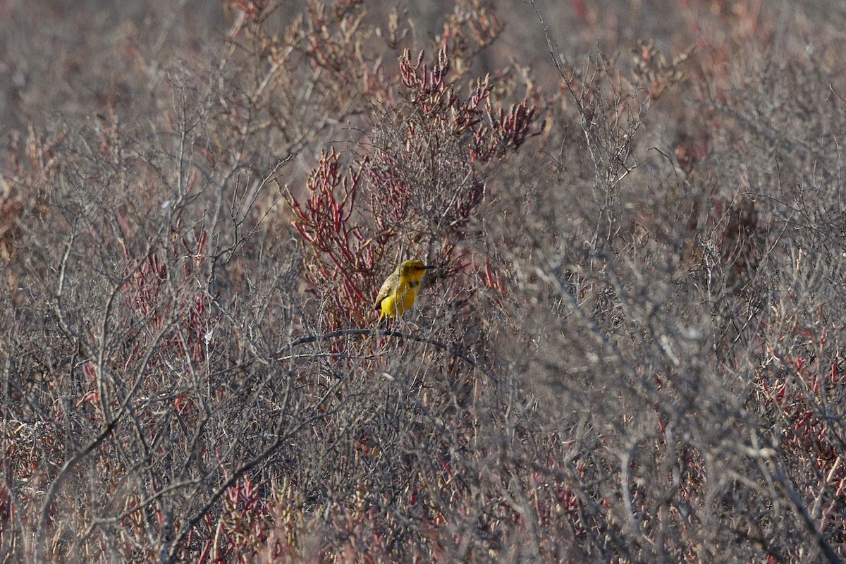 Yellow Chat - ML633275491