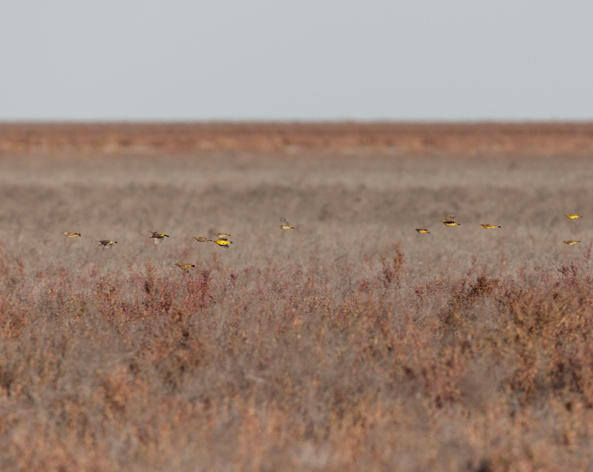 Yellow Chat - ML633275492
