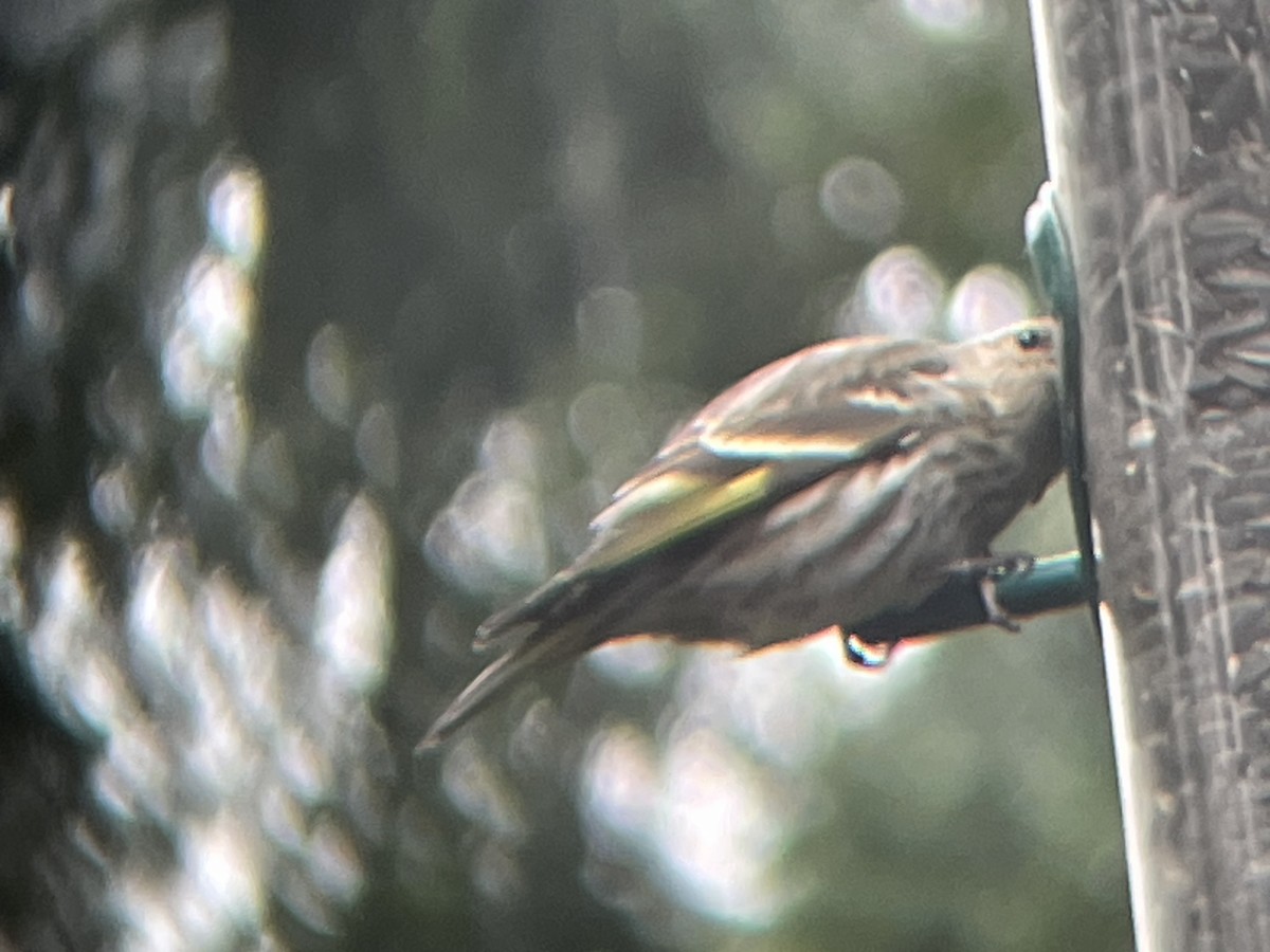 Pine Siskin - ML633275497