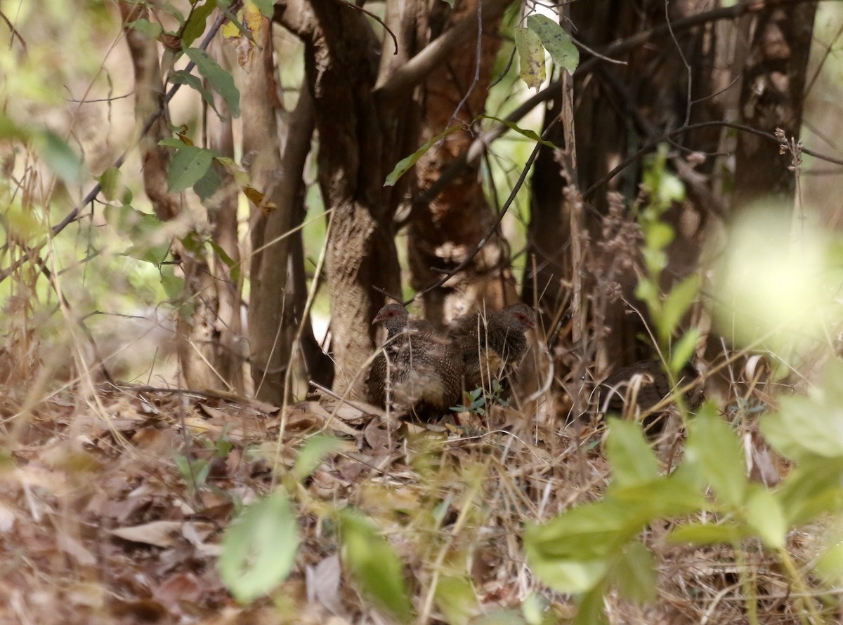 Stone Partridge - ML633275723