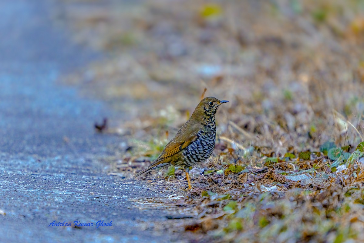 Long-tailed Thrush - ML633275895
