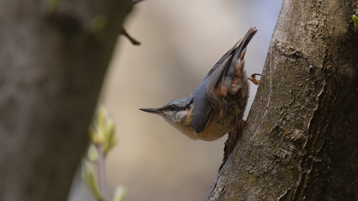 spettmeis (europaea gr.) - ML633275970