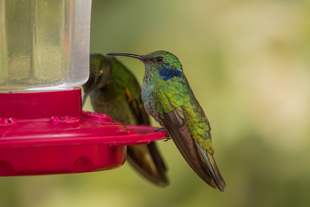 Lesser Violetear - ML633276129