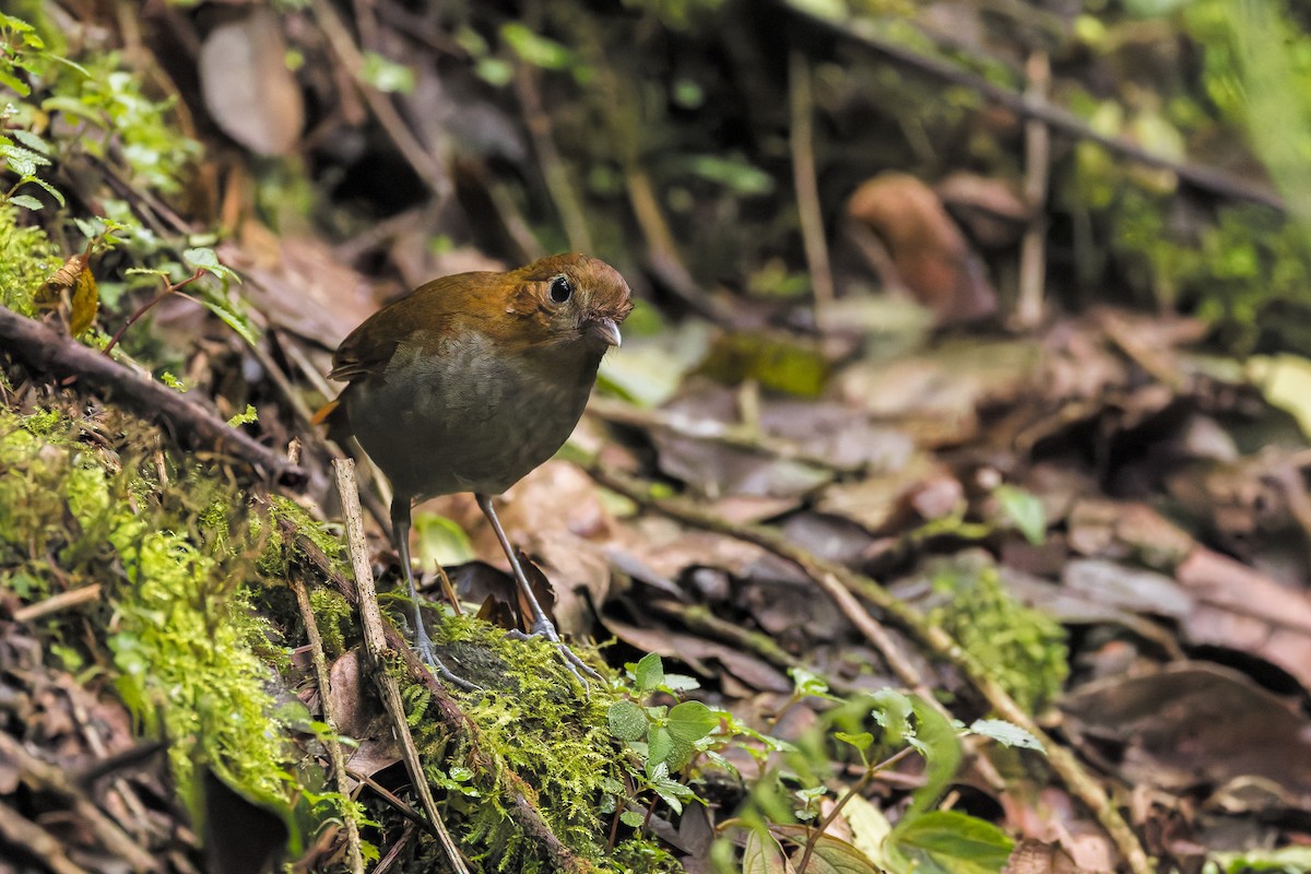 Urrao Antpitta - ML633276162