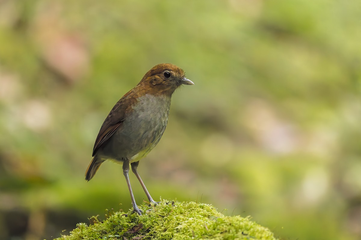 Urrao Antpitta - ML633276165