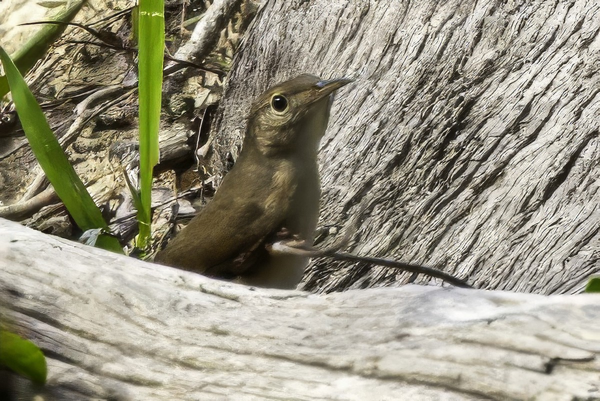 Ochre-throated Foliage-gleaner - ML633276167