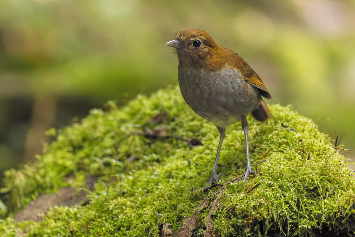 Urrao Antpitta - ML633276168