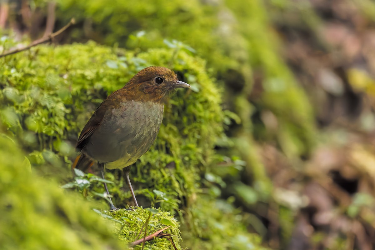 Urrao Antpitta - ML633276172