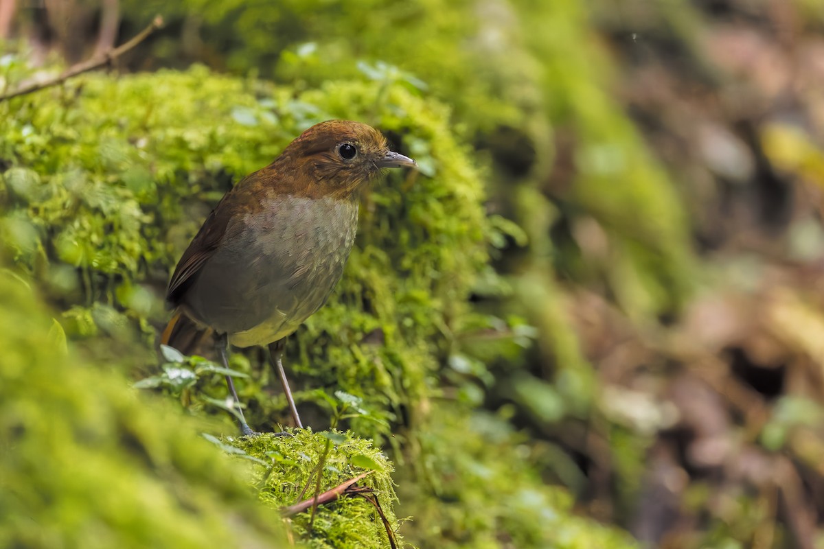 Urrao Antpitta - ML633276173