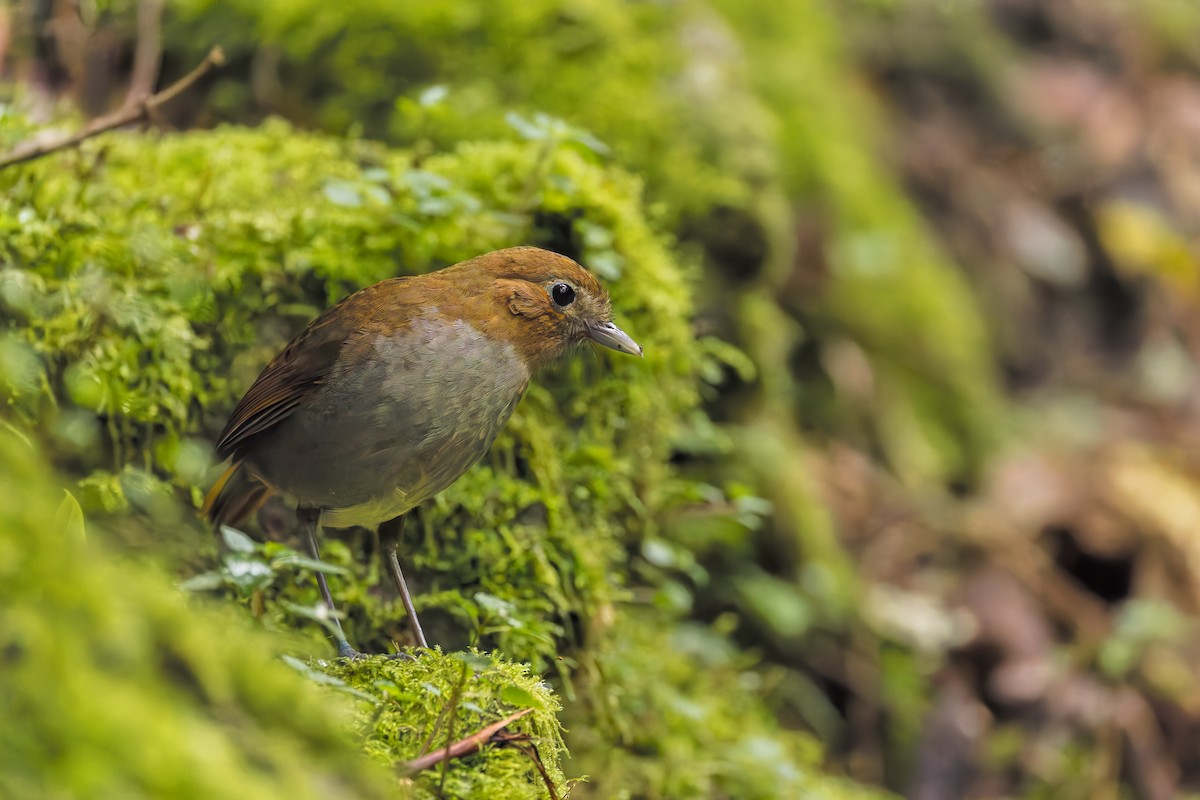 Urrao Antpitta - ML633276174