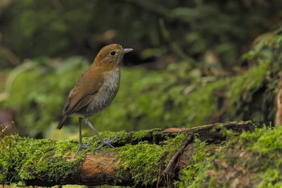 Urrao Antpitta - ML633276181