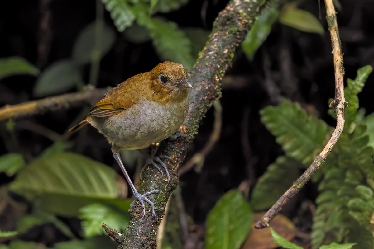 Urrao Antpitta - ML633276182