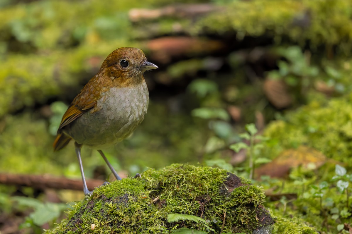 Urrao Antpitta - ML633276184