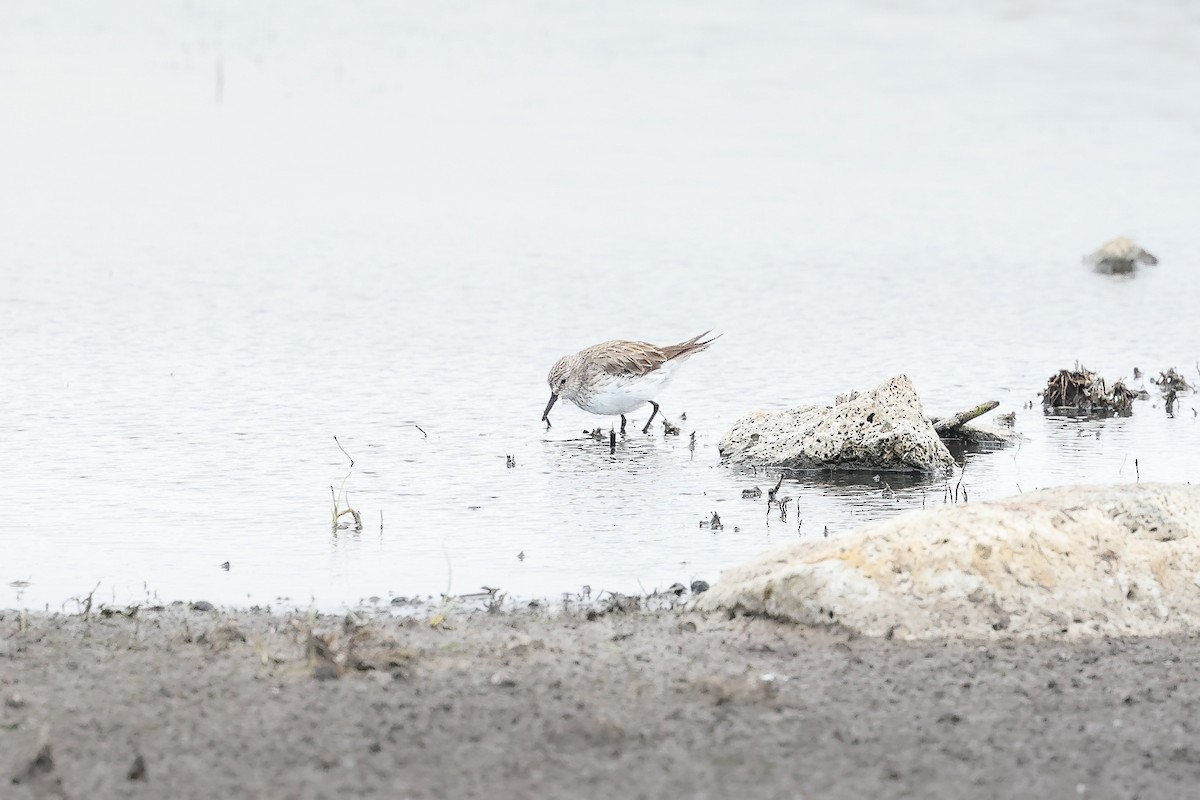 White-rumped Sandpiper - ML633276210