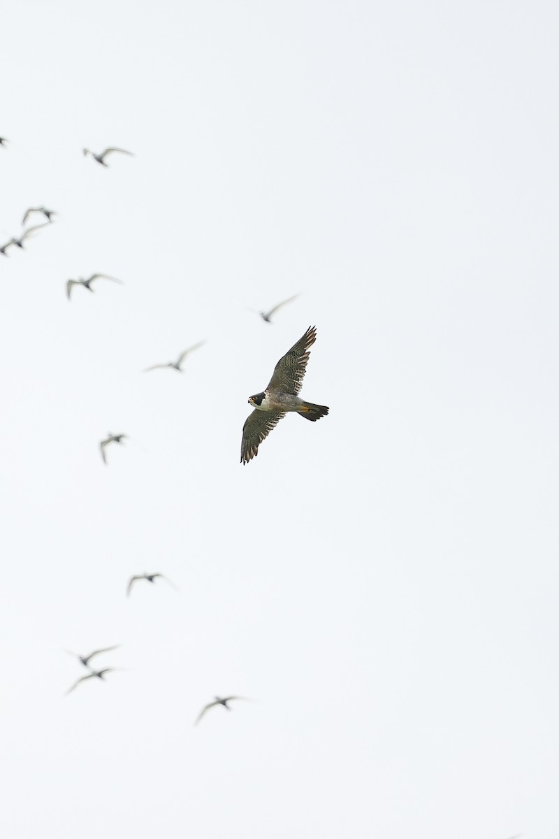 Peregrine Falcon - ML633276221