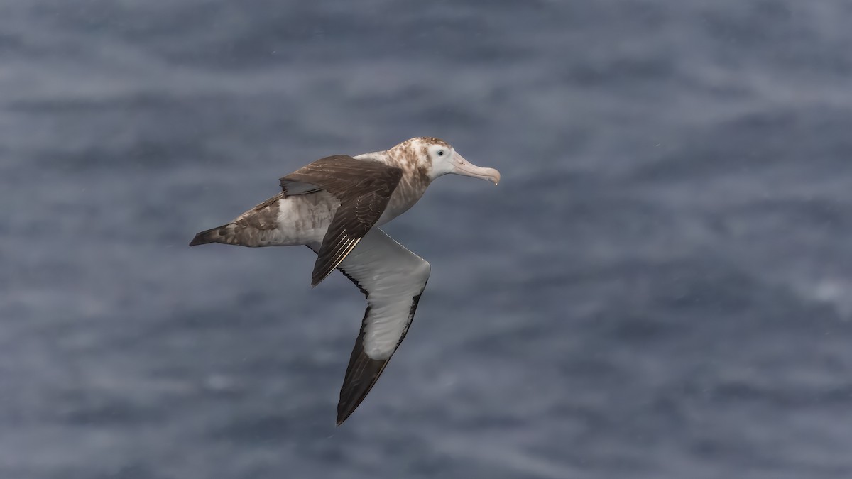 Tristan Albatross - ML633276370