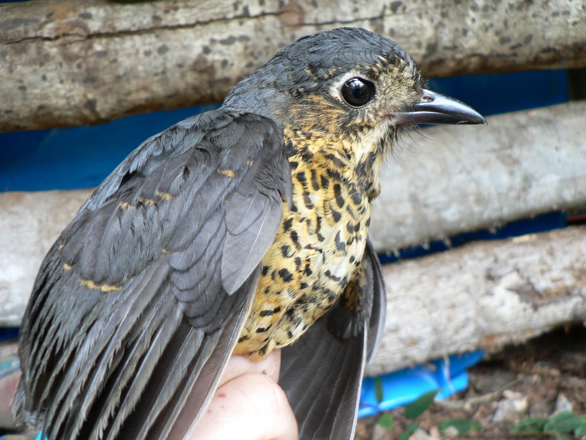 Undulated Antpitta - ML633276413
