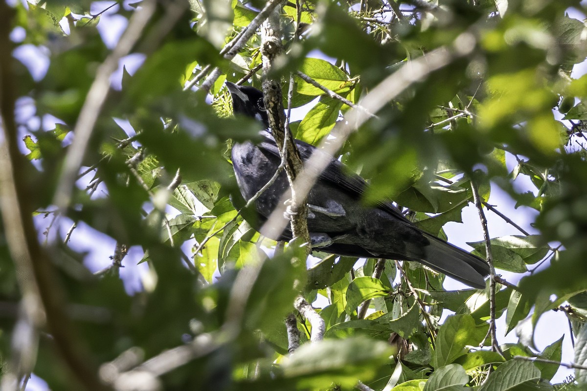 Blackish-gray Antshrike - ML633276444