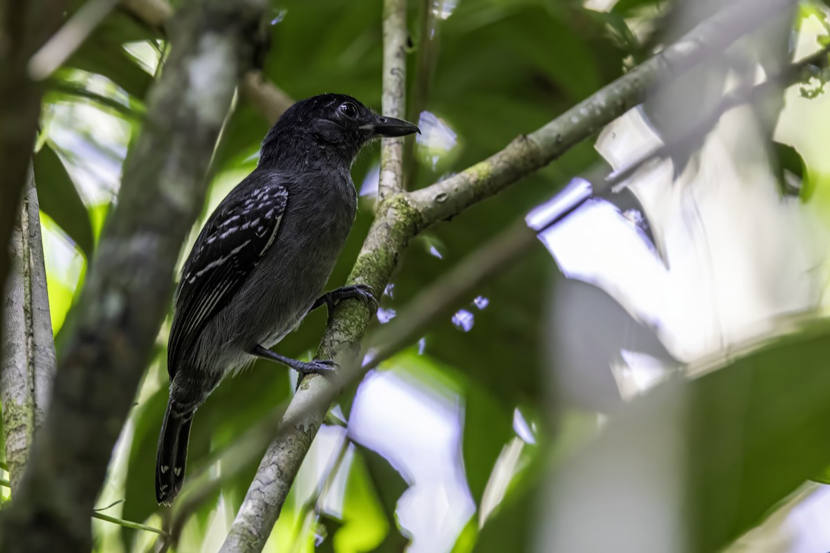 Blackish-gray Antshrike - ML633276453