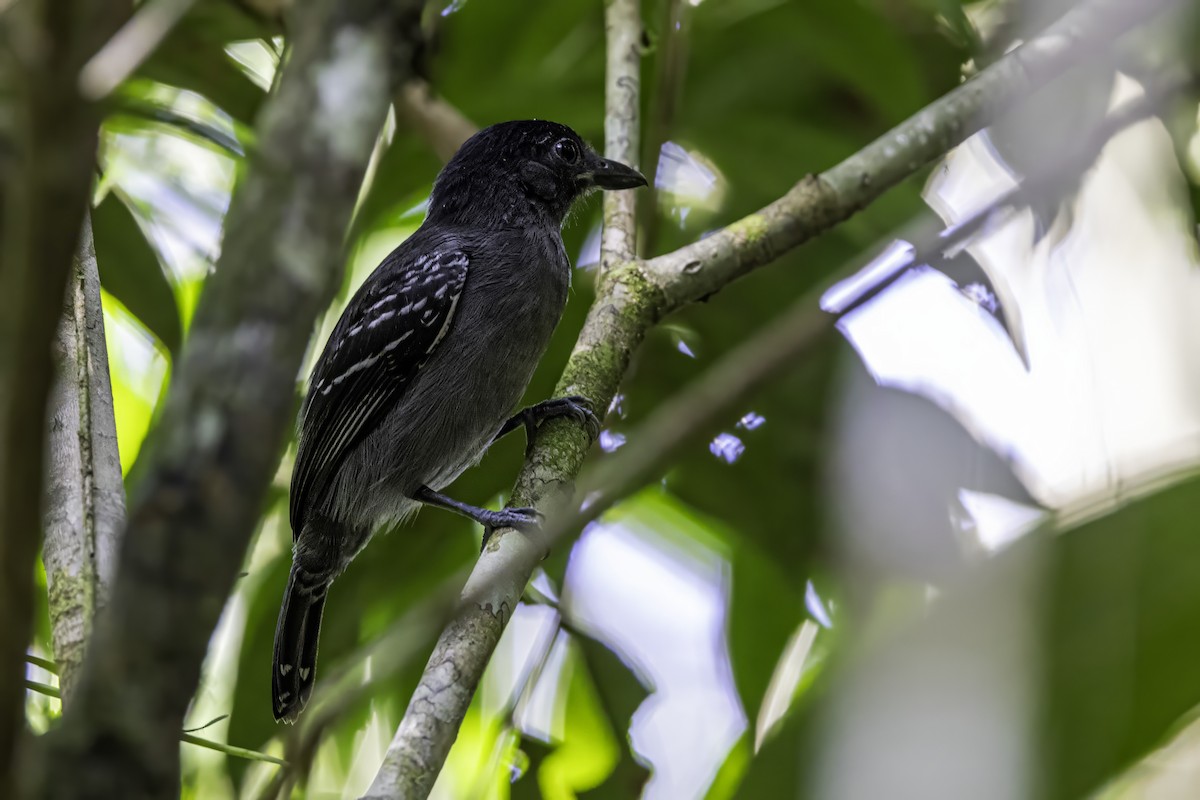 Blackish-gray Antshrike - ML633276461