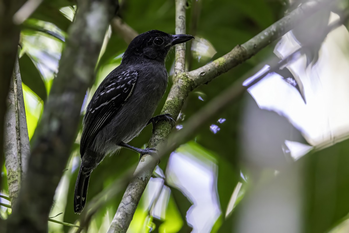 Blackish-gray Antshrike - ML633276484
