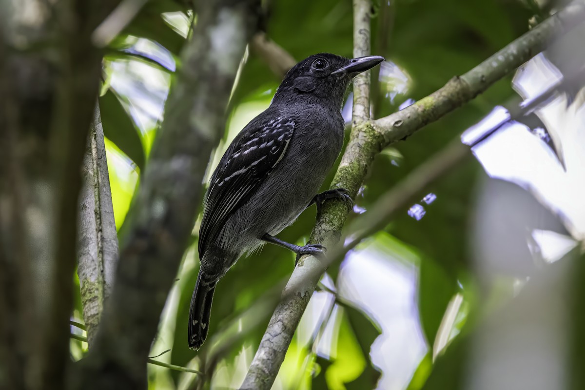 Blackish-gray Antshrike - ML633276485