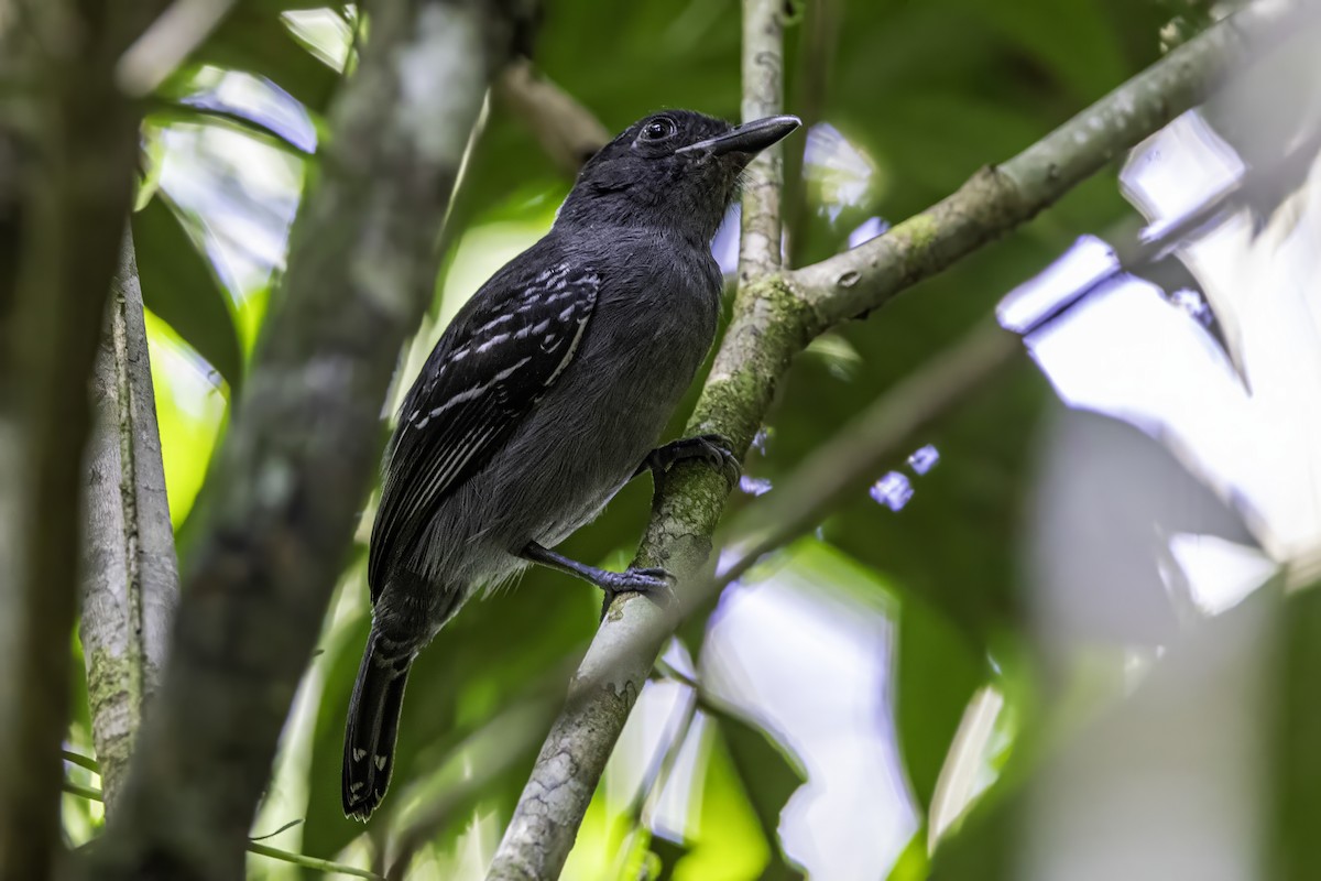 Blackish-gray Antshrike - ML633276489