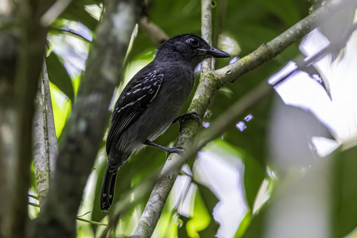 Blackish-gray Antshrike - ML633276492