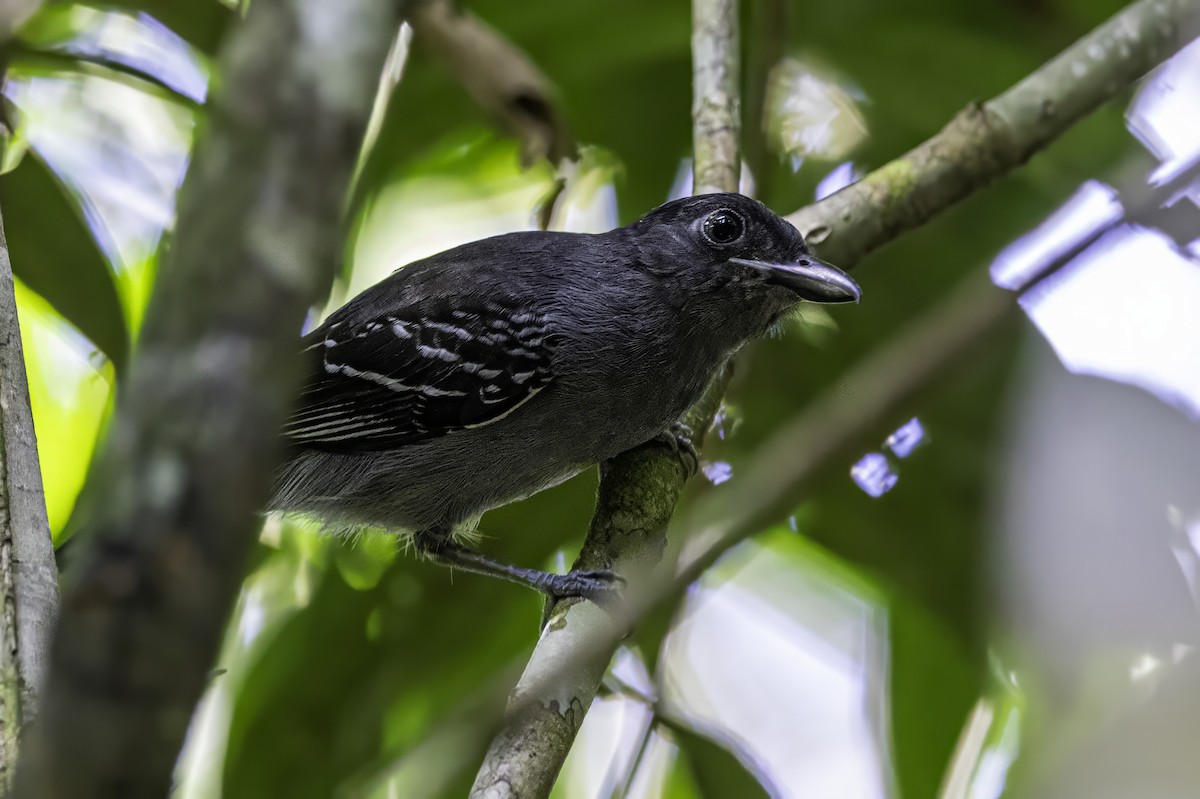 Blackish-gray Antshrike - ML633276503