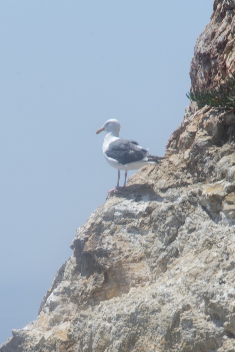 Western Gull - ML633276504