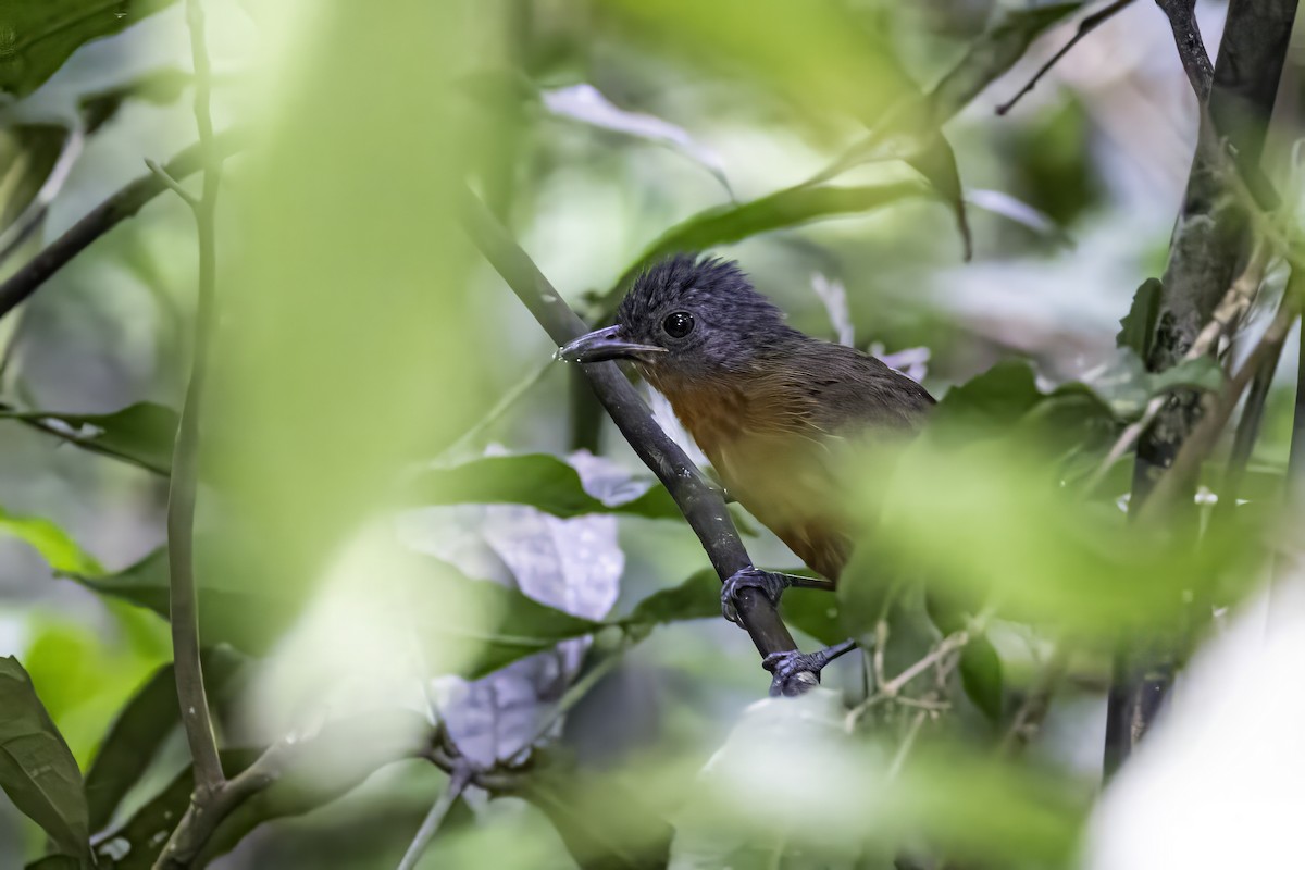 Blackish-gray Antshrike - ML633276507