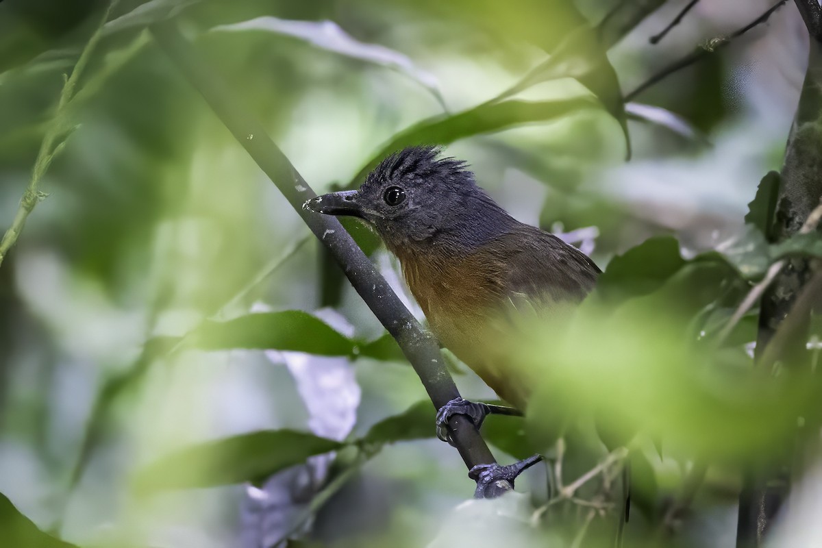 Blackish-gray Antshrike - ML633276568