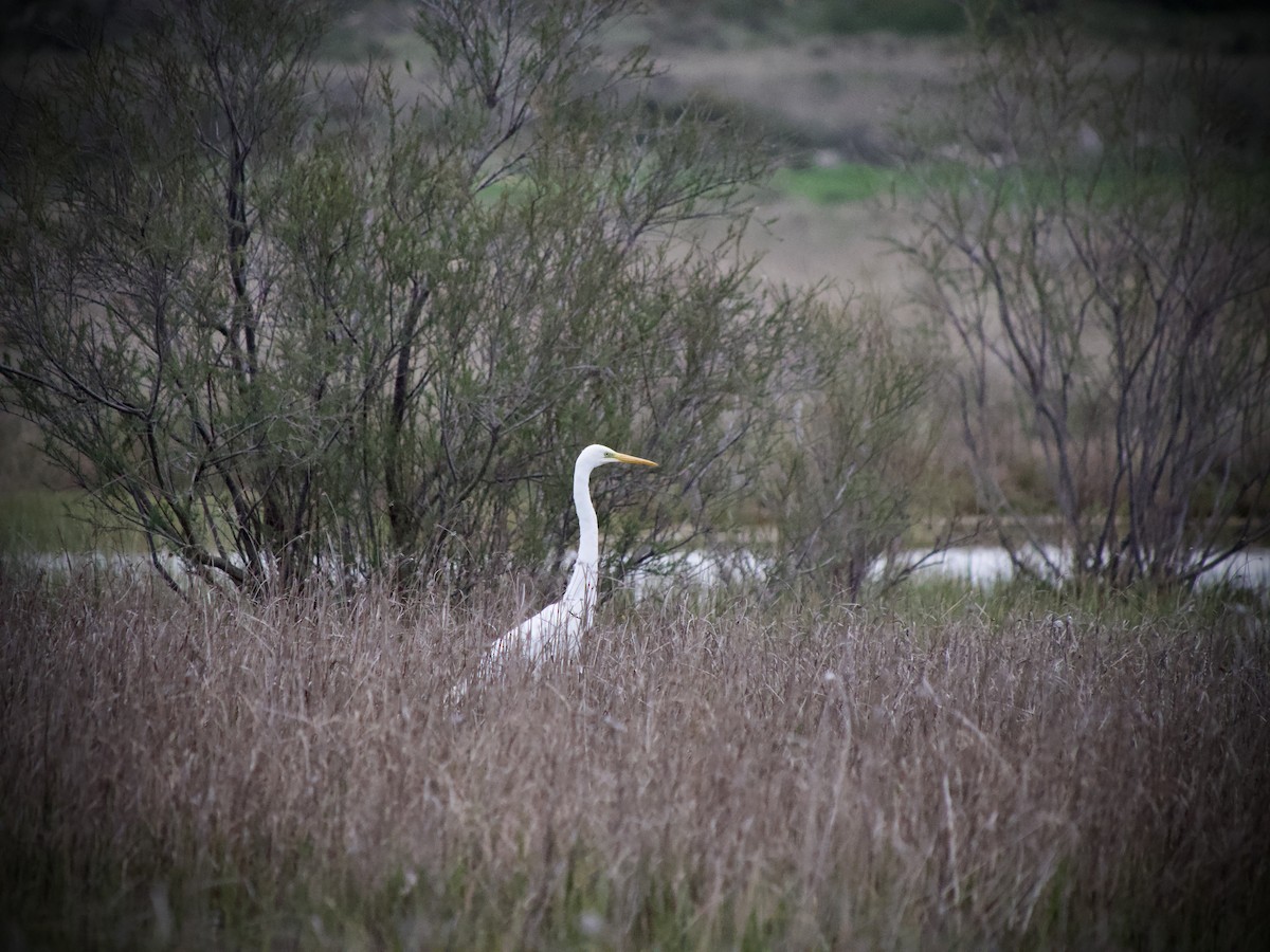 Great Egret - ML633276578