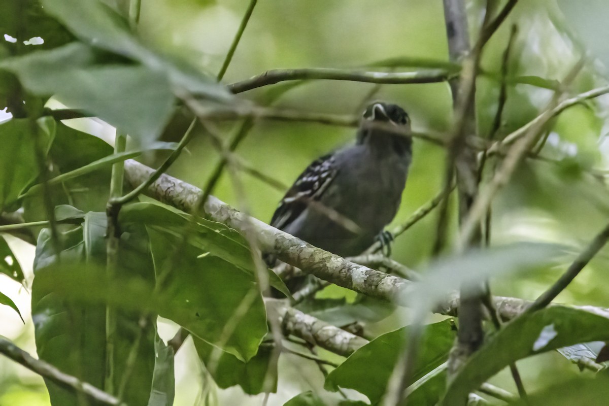 Blackish-gray Antshrike - ML633276580