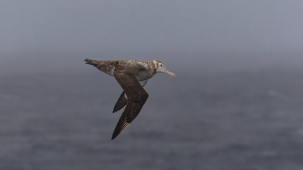 Tristan Albatross - ML633276581