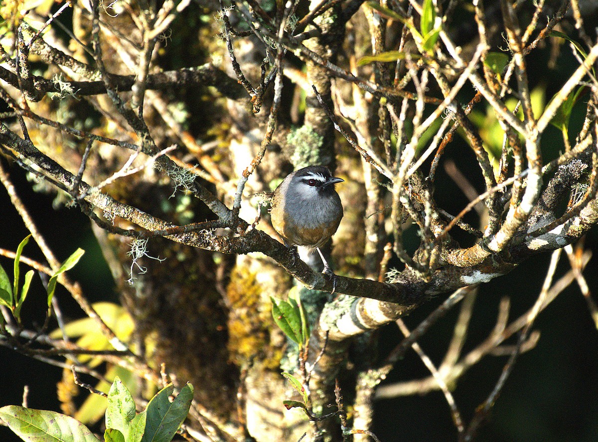 Banasura Laughingthrush - ML633276583