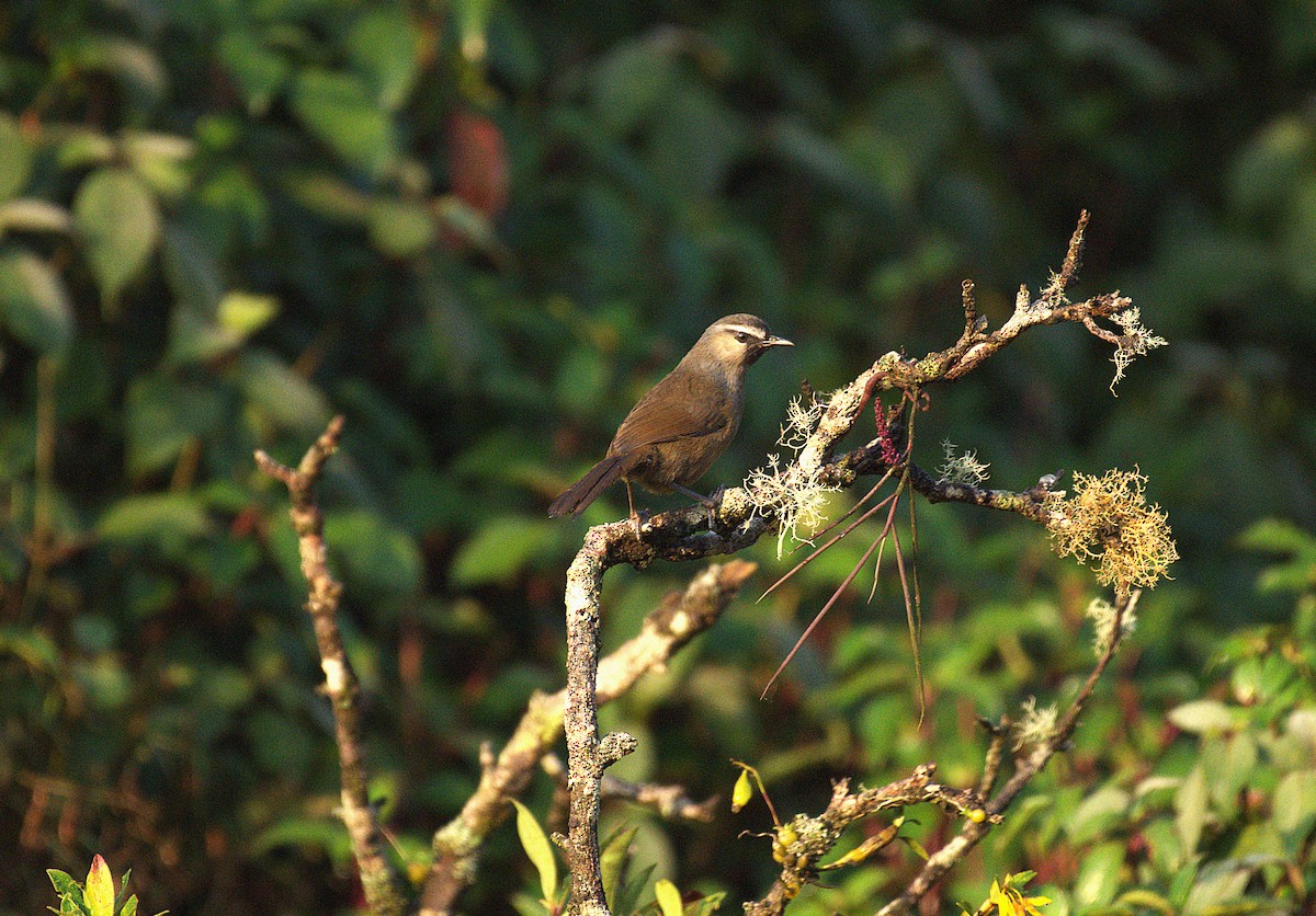 Banasura Laughingthrush - ML633276596